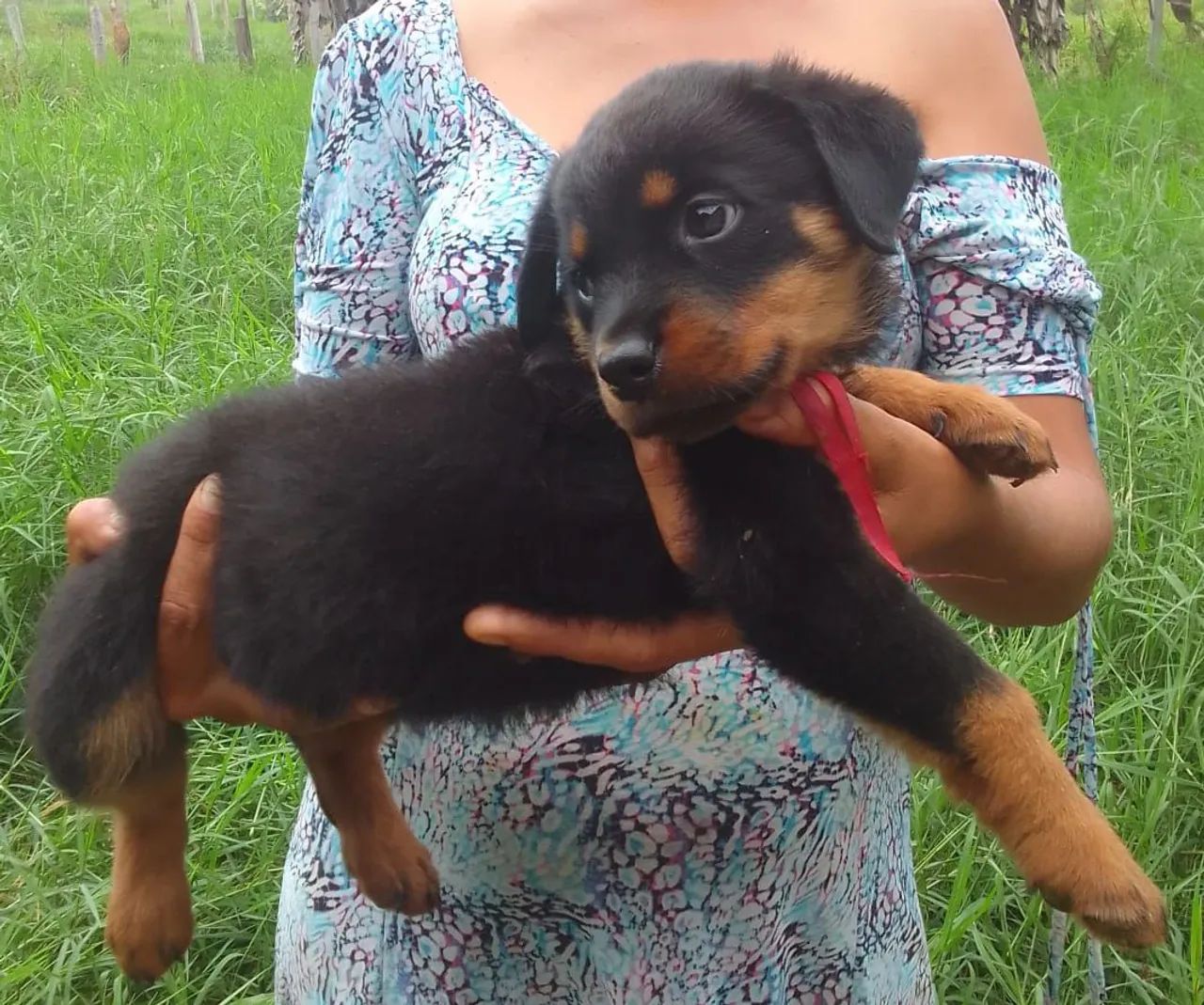 Rottweiler puro zap * - Foto 3