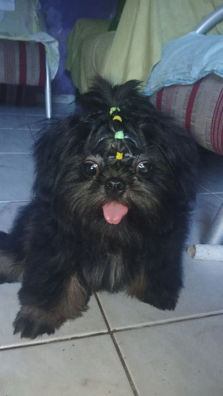 Shitzu macho 6 mês  - Foto 2