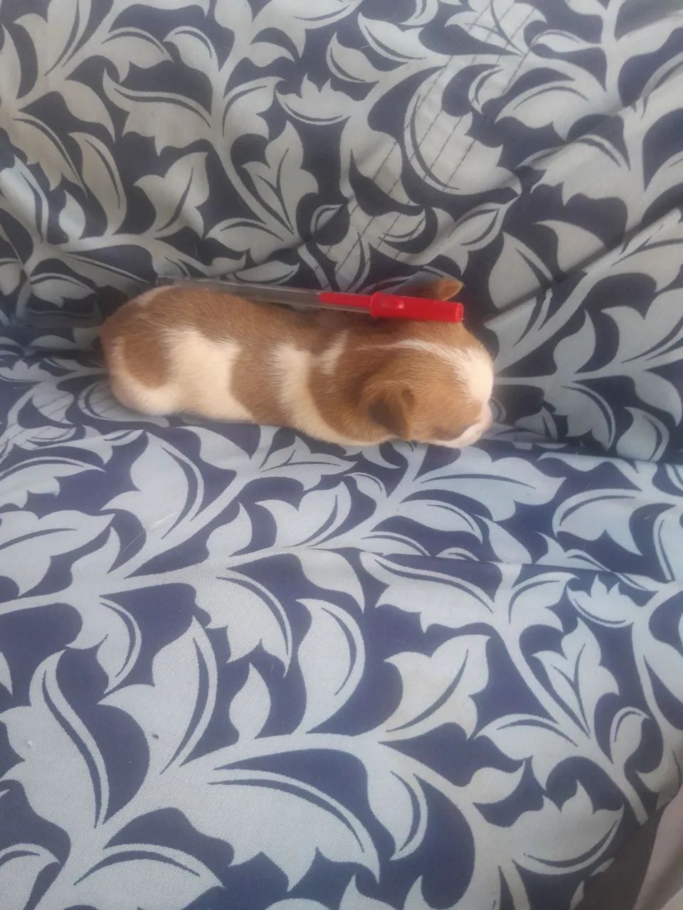 Cachorro  - Foto 2