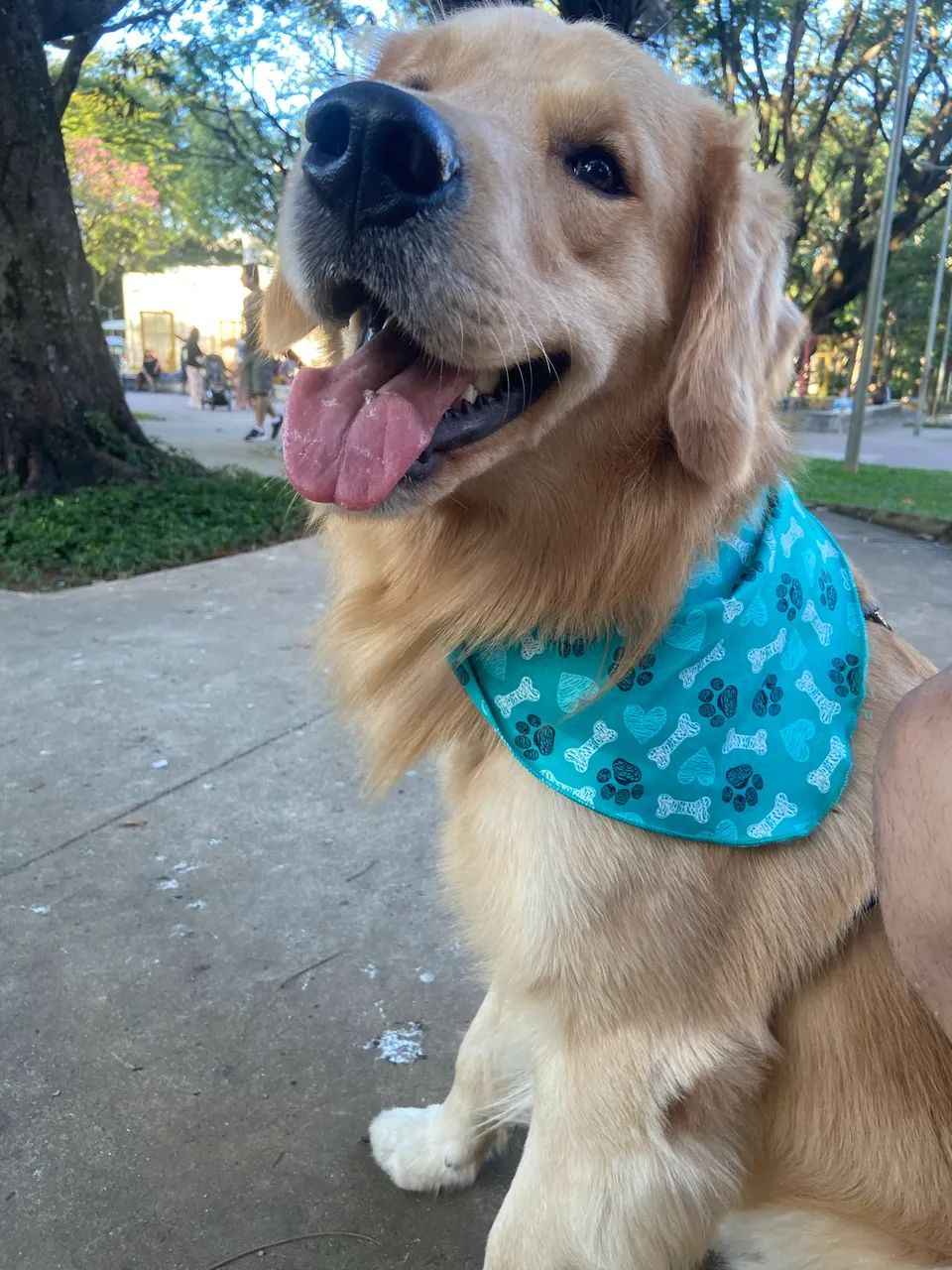 Golden Retriever macho Pedigree - Foto 4