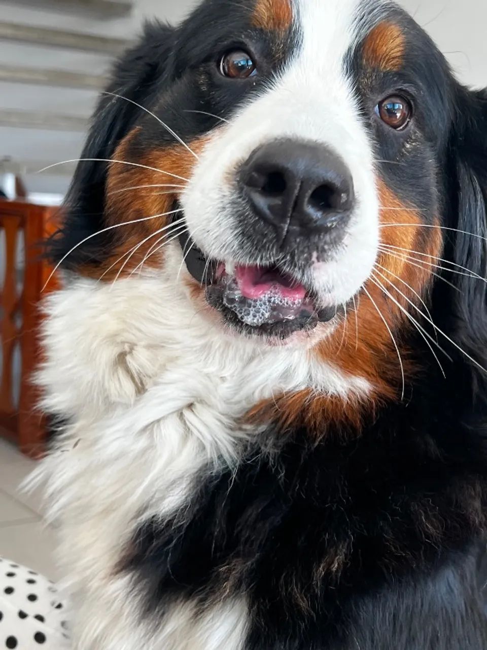 Bernese Montain dog 