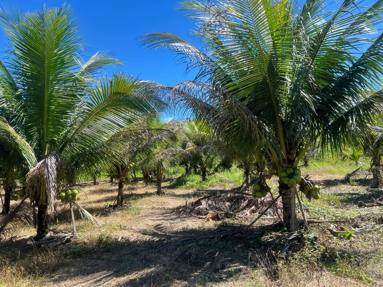 VENDO TERRENO NA ALÇA VIÁRIA KM 32  - Foto 5