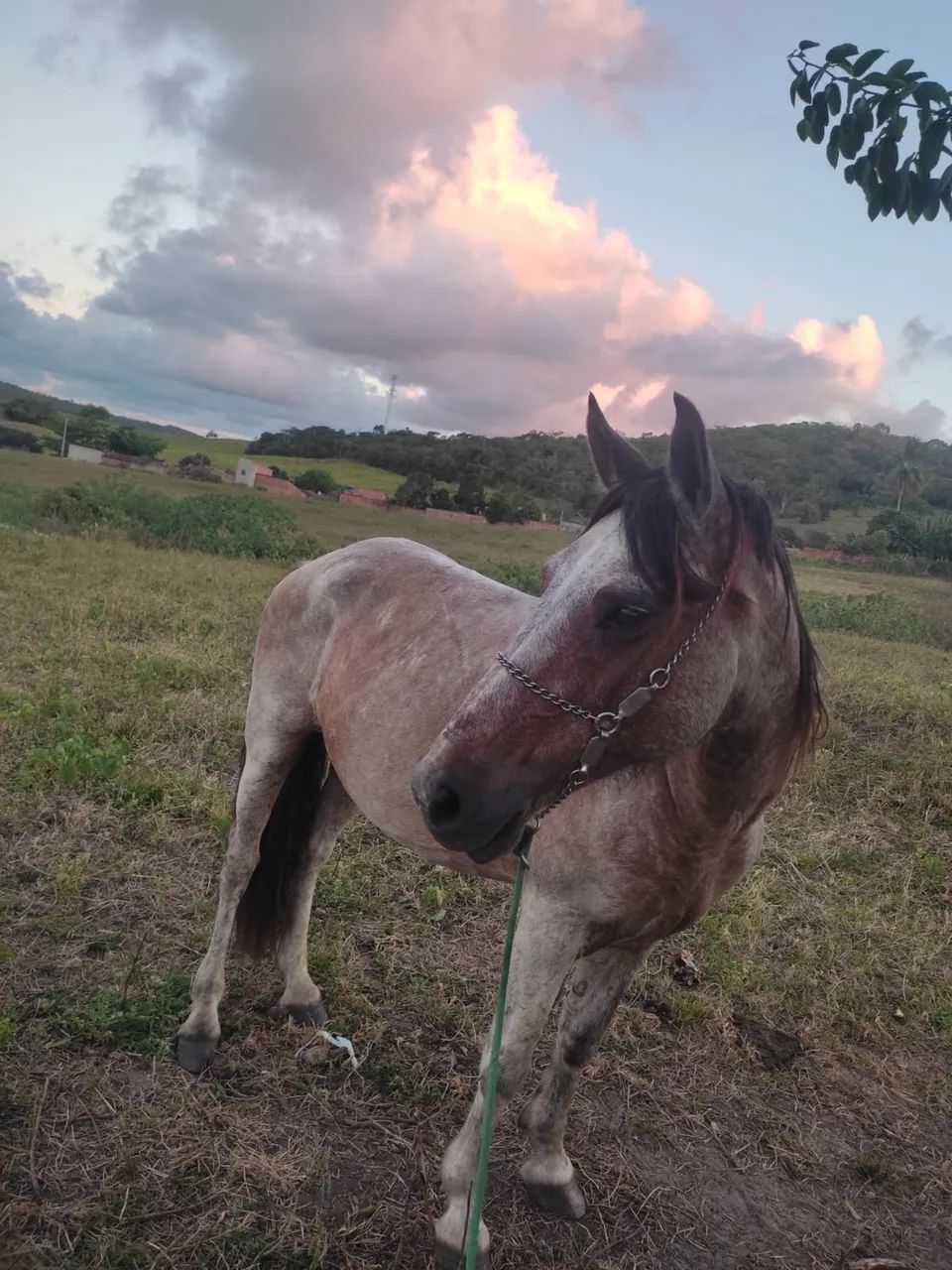 Cavalo dócil,bom para trabalho e passeio,bem zelado !!!