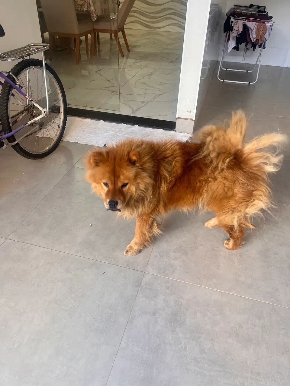 Chow Chow - Foto 4