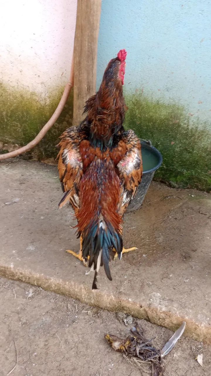 Galo índio puro  - Foto 2