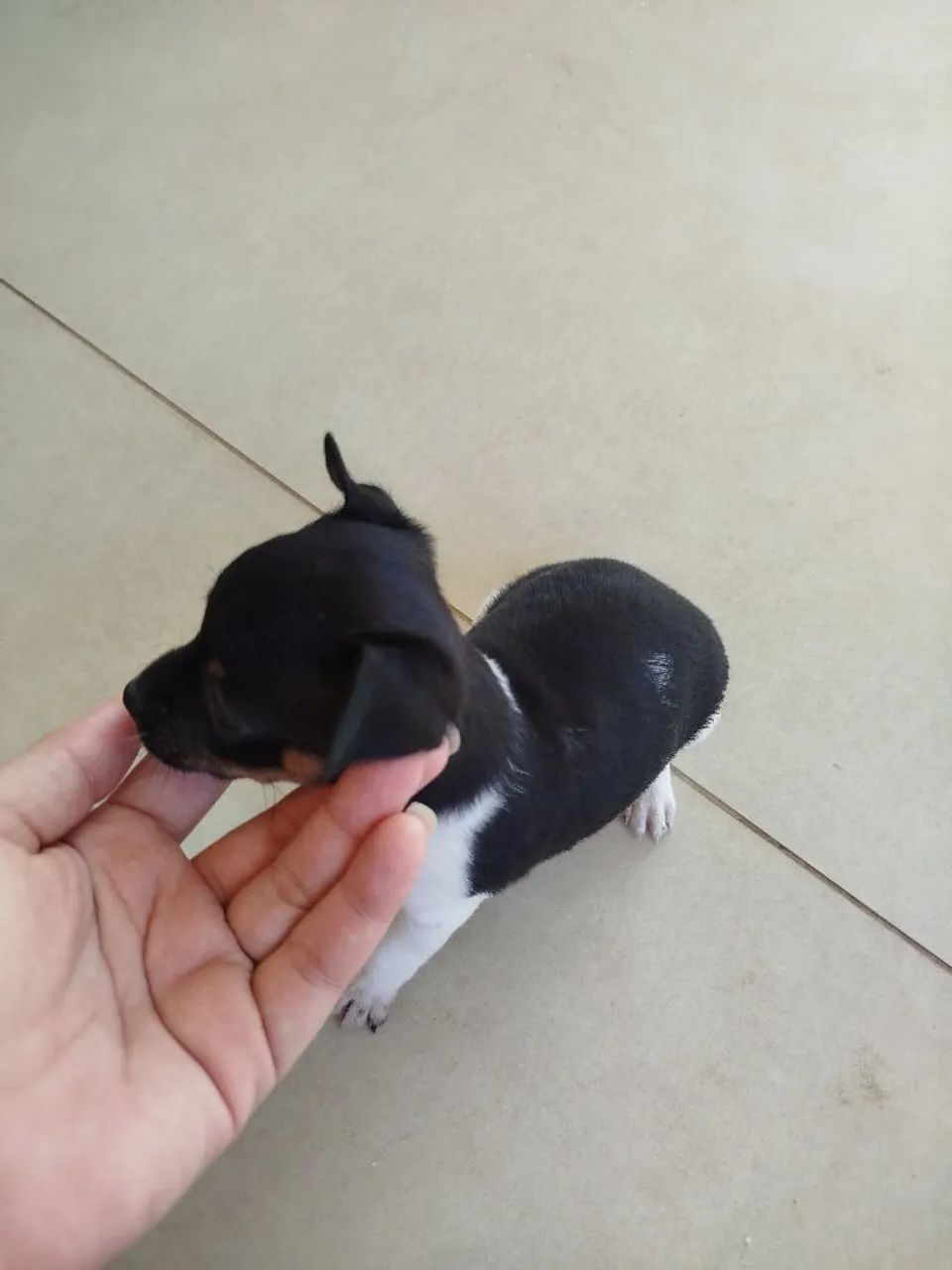 Pinscher n? 1 - Foto 3
