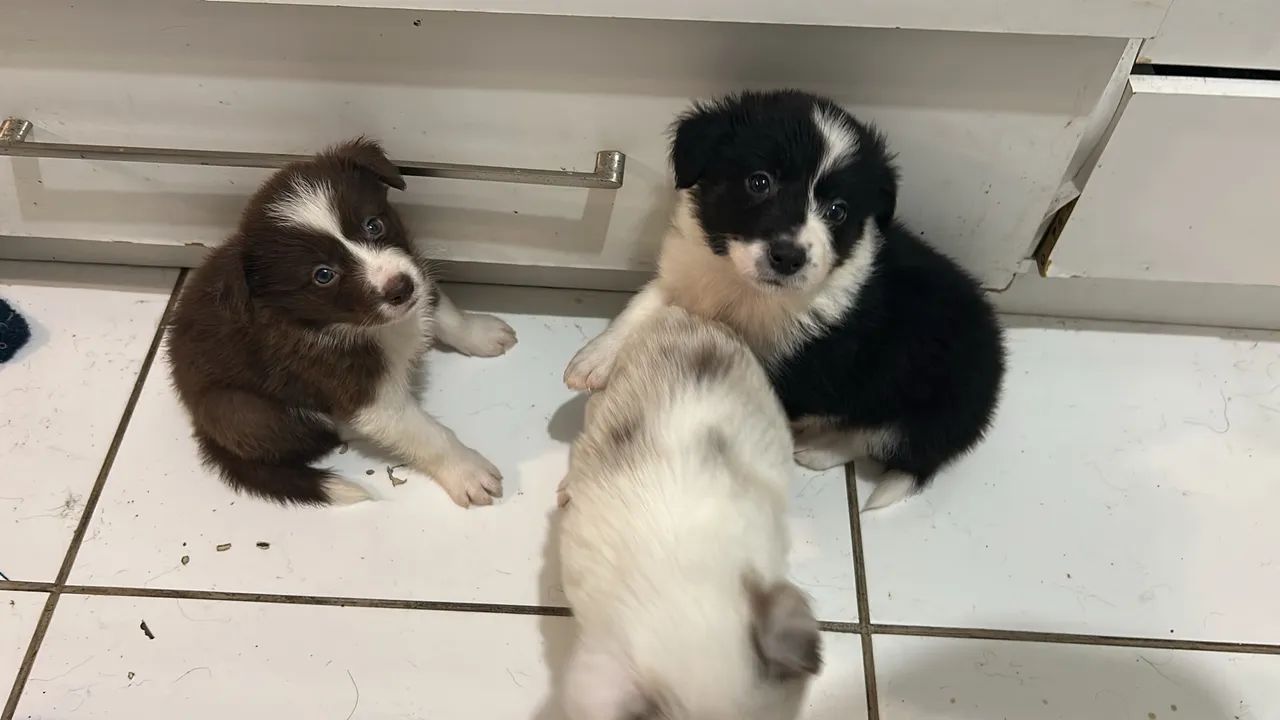Border collie puro  - Foto 3