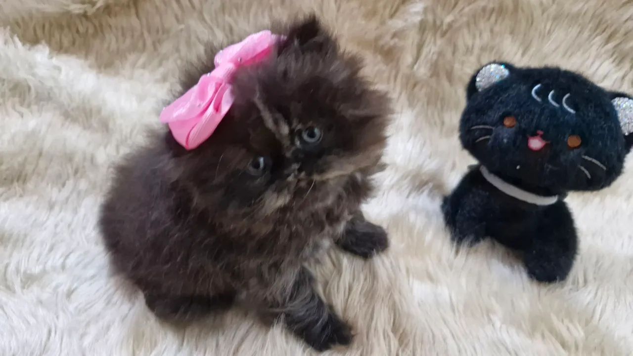 Gato persa - Foto 4