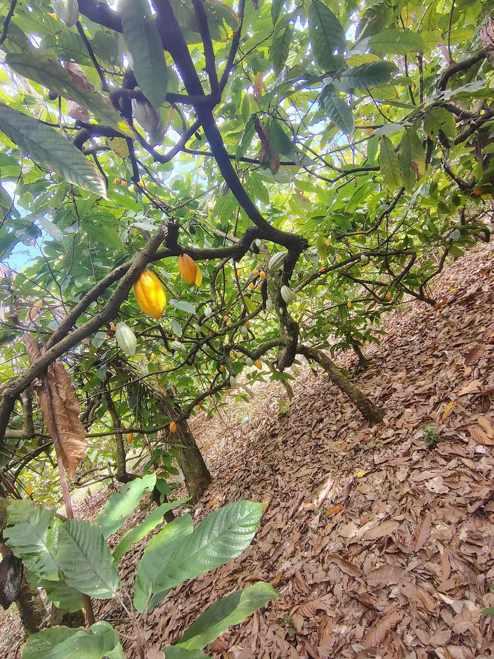 Roça produtiva  - Foto 3