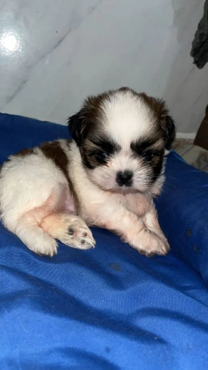 Lindo shitzu macho - Foto 4