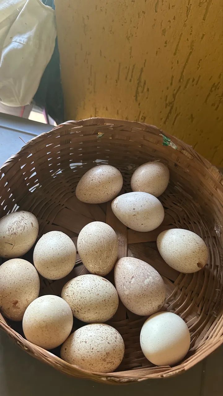 Ovos de perua 