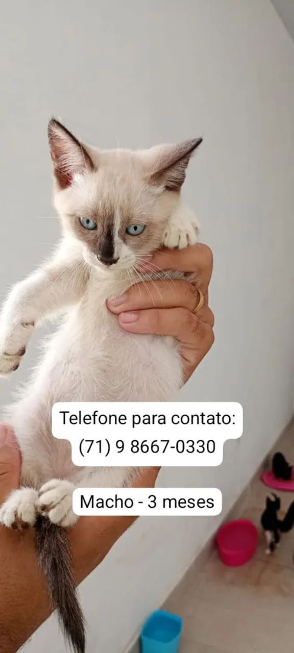 A procura de uma família ( doação)