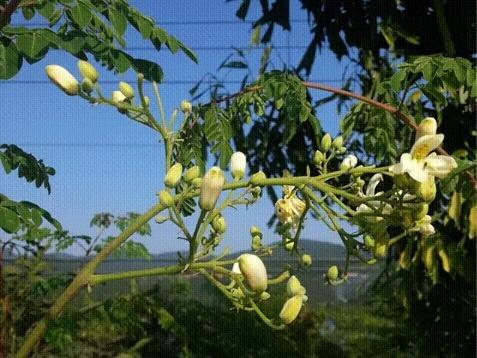 Semente de Moringa Oleifera orgânica - Foto 2