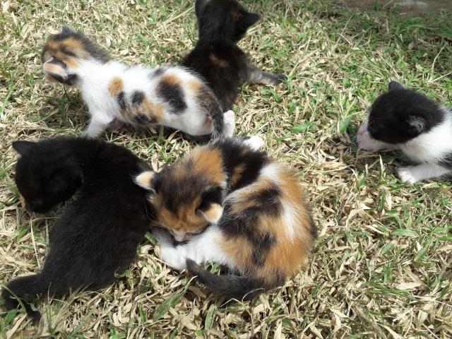 Gatos - Foto 3