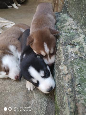 Filhotes de Husky Siberiano - Foto 2