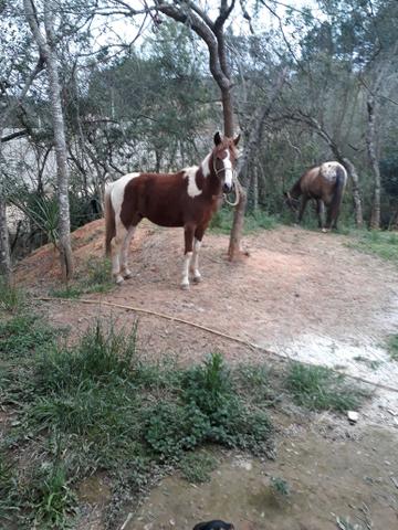 Cavalos pra rolo - Foto 4