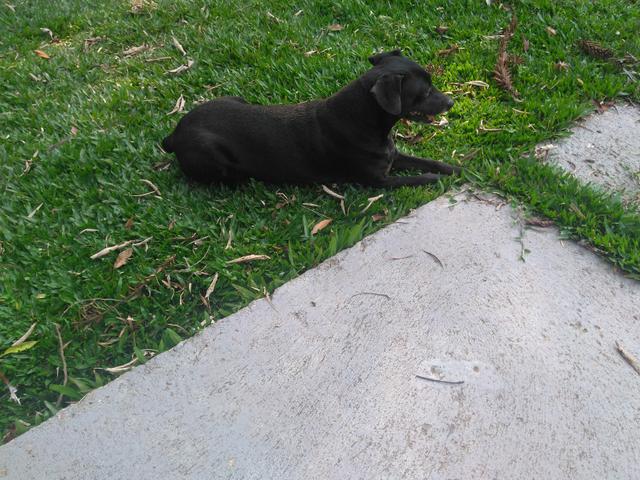 Cachorro( fêmea)sem Pedigree - Foto 2
