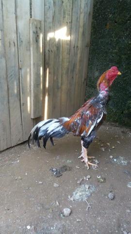 Vendo galos e galinhas raça índio - Foto 5