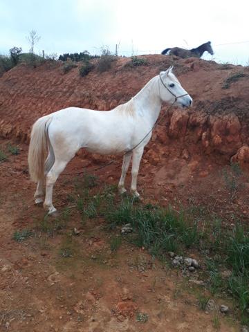 Cavalos pra rolo - Foto 3