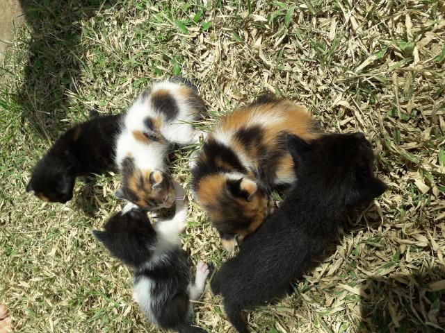 Gatos - Foto 4