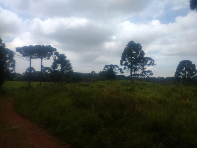 Fazenda em Tijucas do Sul -PR - Foto 11