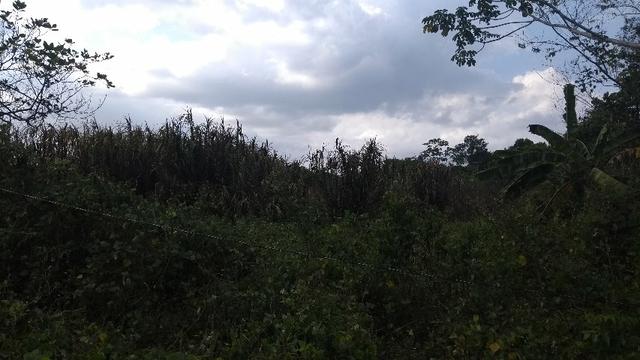 50 hectares a 25 km de castanhal por 250 mil zap * - Foto 9