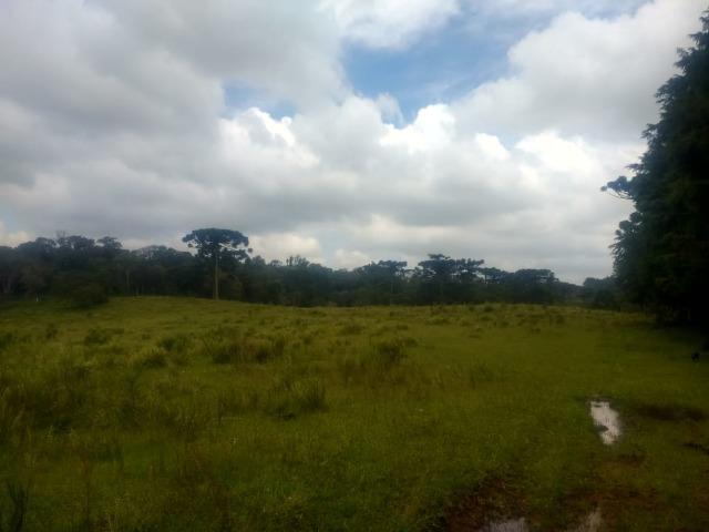 Fazenda em Tijucas do Sul -PR - Foto 3