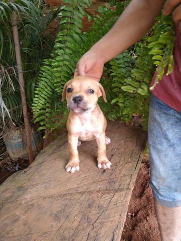 Pitt bull American starforshire terrye (filhotes desse casal) - Foto 3