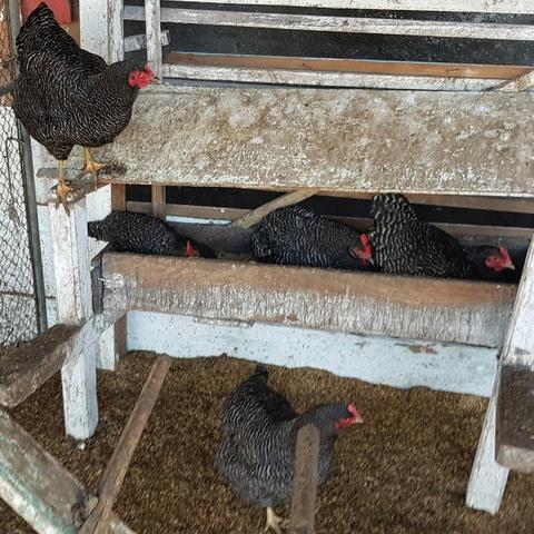 Ovos Galados de Plymouth Rock Barrado Carijó Gigante de raça pura - Foto 3