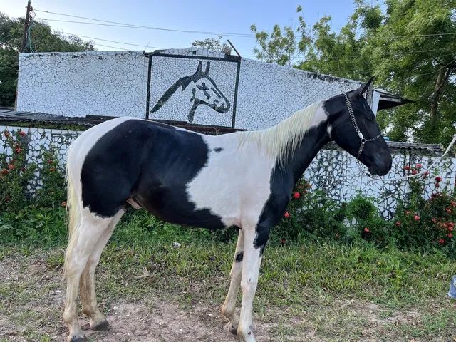 Cavalo alazão tostado de marcha picada - Cavalos e acessórios