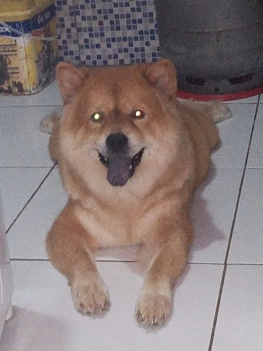 Chow chow no cio quer namorado 