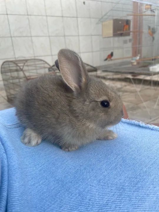 Coelho fofinho - Foto 2