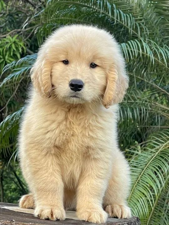 Novo membro e família @triunfokennel - Foto 2