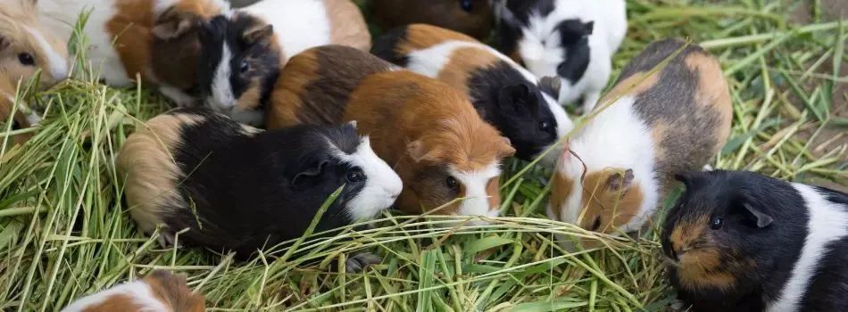 Porquinho da Índia  - Foto 2