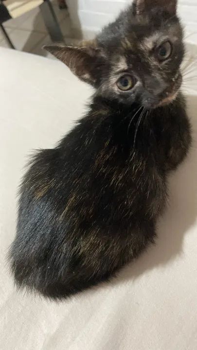 Gata para doação  - Foto 2