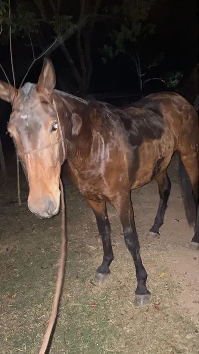 Vende - se Égua Mangalarga Marchador registrada.  - Foto 5