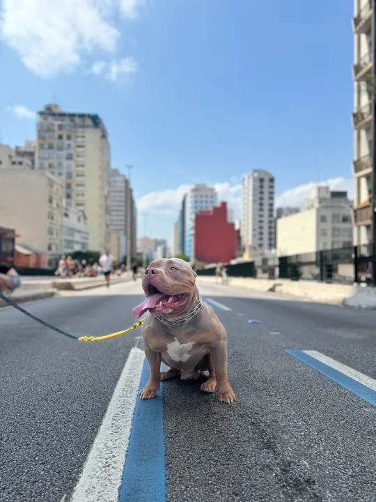 American Bully procura-se fêmea para cruzar. - Foto 3