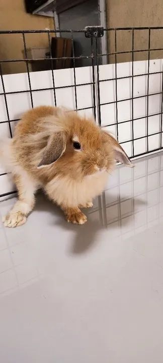 Criatório Roedores e Cia (coelhos mini Lion, loop urugaio, Lion fuzzy loop) - Foto 2