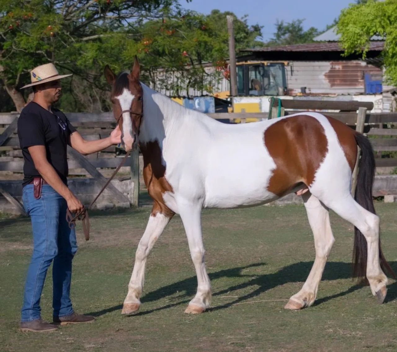 Cavalo Campolina de marcha batida - Foto 2
