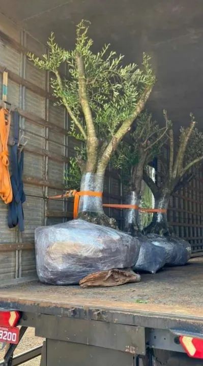 mudas da oliveira ou azeitona   de  30 a 40 anos  - Foto 2