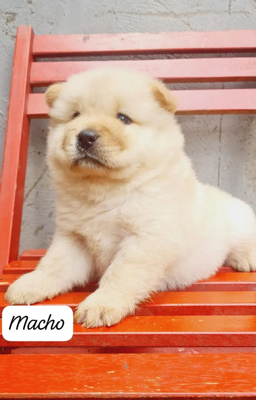 Filhote Chow-Chow