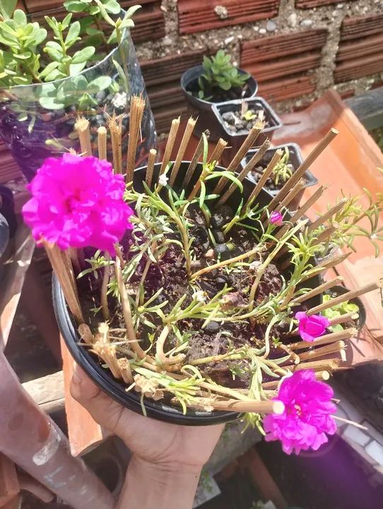 Mudas de Flores "Onze Horas" diversas variedades? - Foto 3