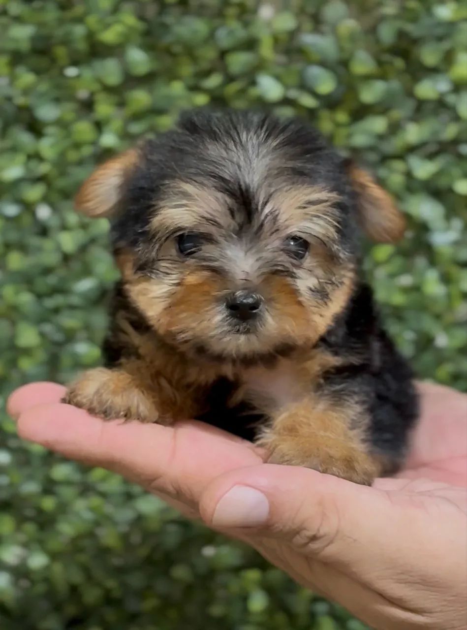 Filhotes de Yorkshire  - Foto 2