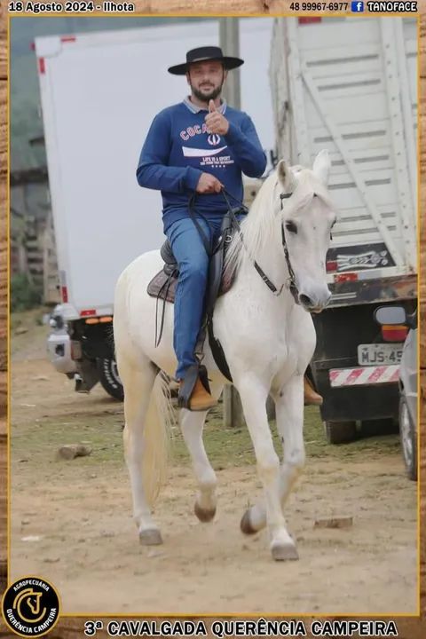 Cavalo marchador para venda 