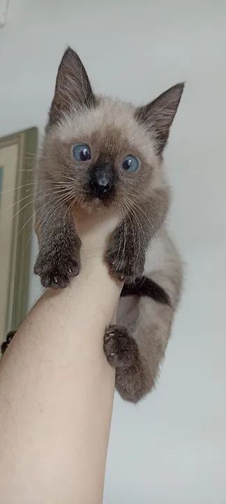 Gatinho Siamês disponível para adoção