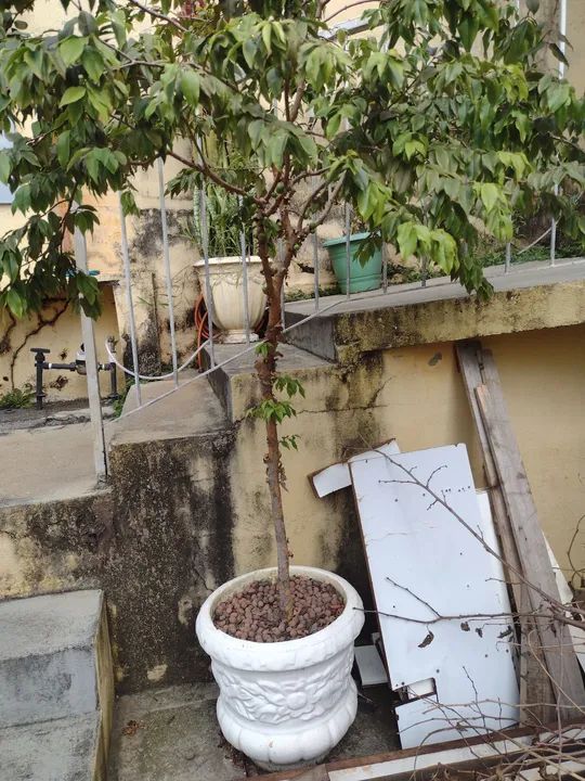 Jabuticabeira dando frutos.