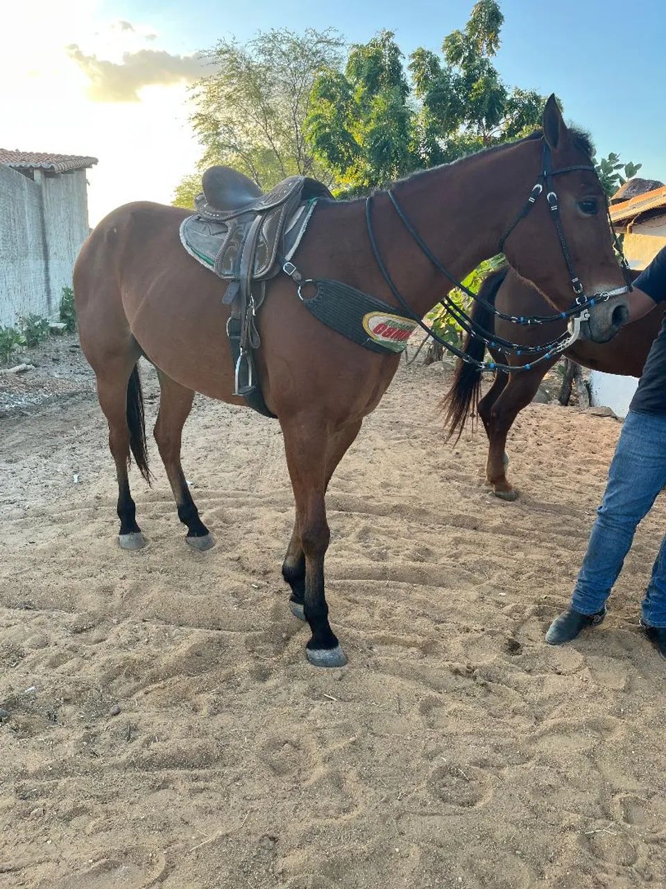 Cavalo de direita - Foto 4