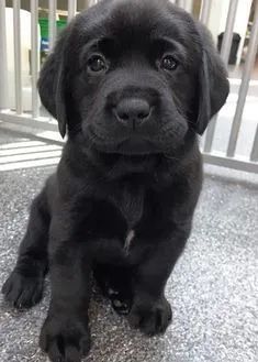Labrador Filhotes na Cor Preto - Foto 2
