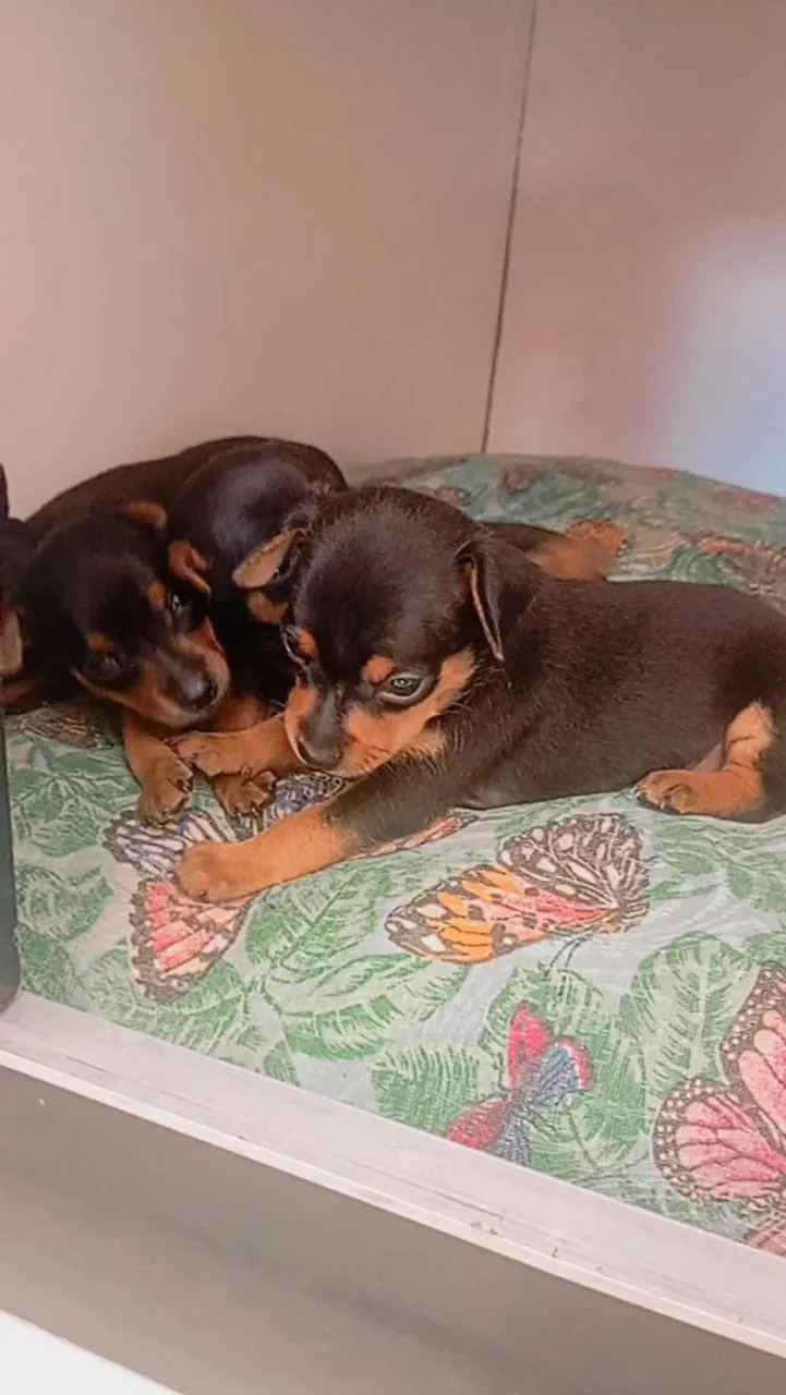 Filhotes de Pinscher Miniatura - Lindos e Carinhosos!