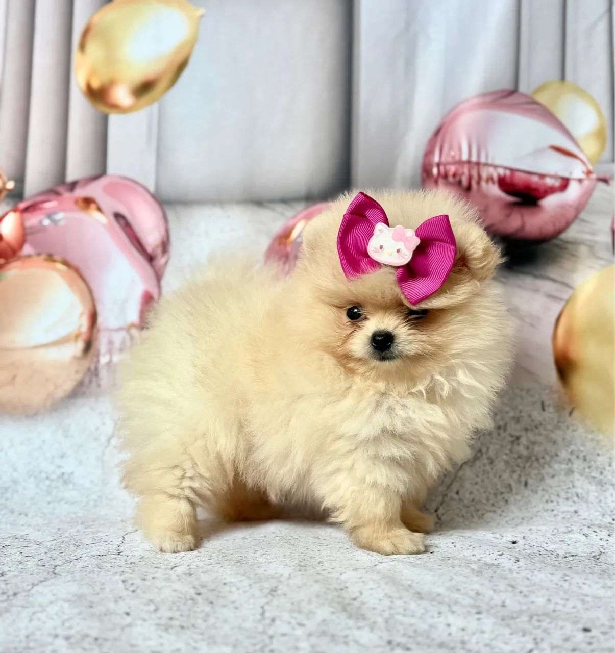 Filhotes de Spitz alemão  - Foto 4